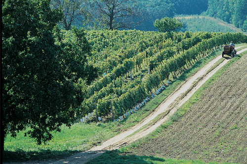 Moravian Wine Trails